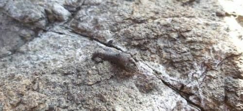 Güney Kore'de dinozora ait olduğu düşünülen fosil 
