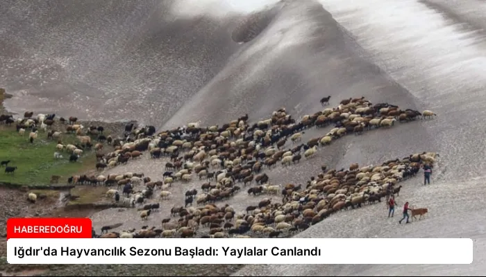 Iğdır’da Hayvancılık Sezonu Başladı: Yaylalar Canlandı