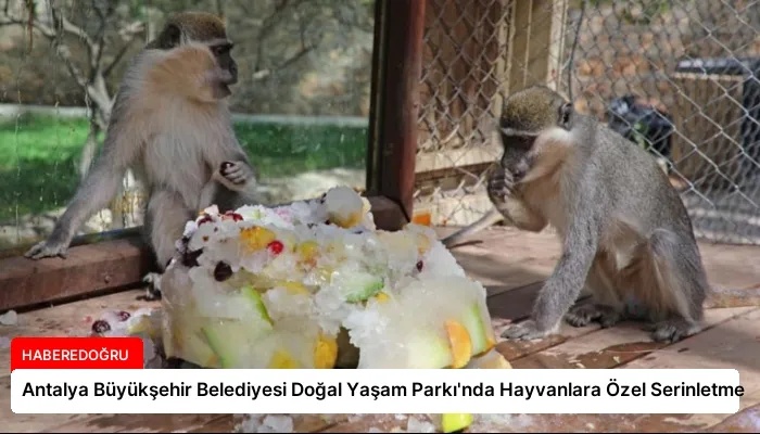 Antalya Büyükşehir Belediyesi Doğal Yaşam Parkı’nda Hayvanlara Özel Serinletme