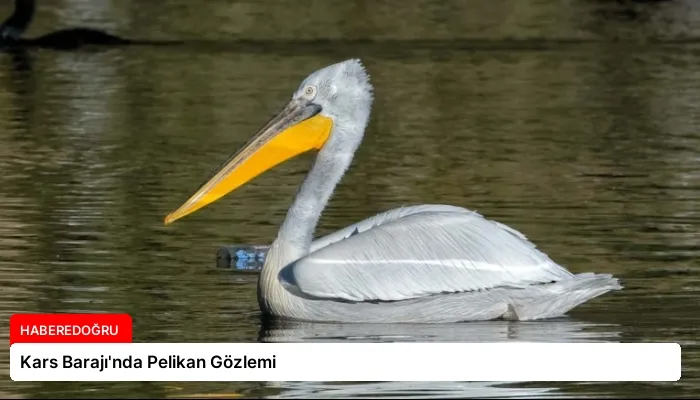 Kars Barajı’nda Pelikan Gözlemi