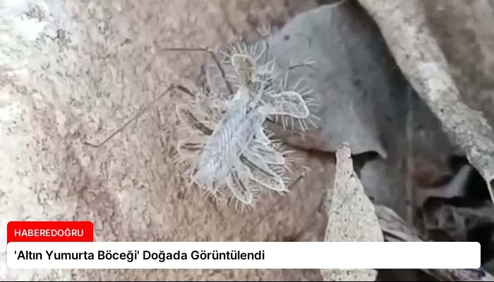 ‘Altın Yumurta Böceği’ Doğada Görüntülendi