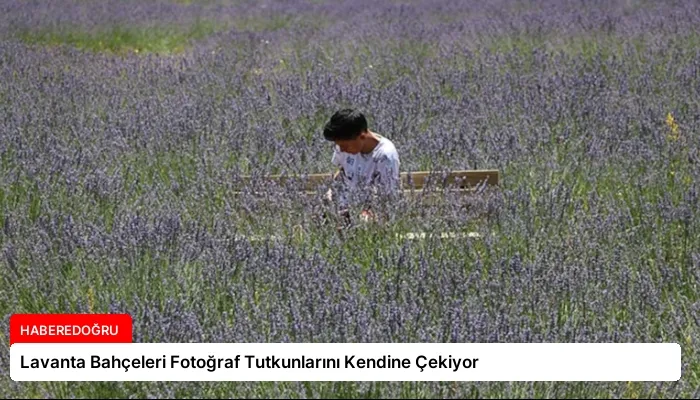 Lavanta Bahçeleri Fotoğraf Tutkunlarını Kendine Çekiyor