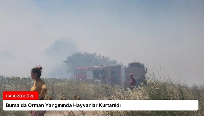 Bursa’da Orman Yangınında Hayvanlar Kurtarıldı
