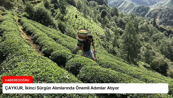 ÇAYKUR, İkinci Sürgün Alımlarında Önemli Adımlar Atıyor