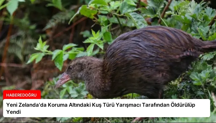 Yeni Zelanda’da Koruma Altındaki Kuş Türü Yarışmacı Tarafından Öldürülüp Yendi