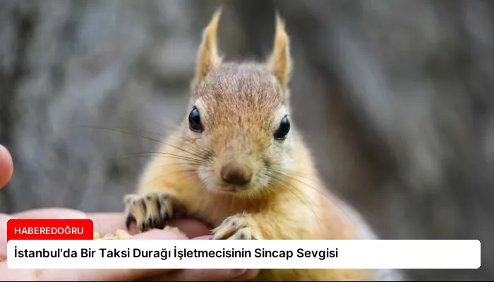 İstanbul’da Bir Taksi Durağı İşletmecisinin Sincap Sevgisi