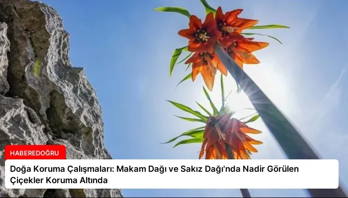 Doğa Koruma Çalışmaları: Makam Dağı ve Sakız Dağı’nda Nadir Görülen Çiçekler Koruma Altında