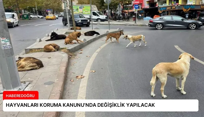 HAYVANLARI KORUMA KANUNU’NDA DEĞİŞİKLİK YAPILACAK