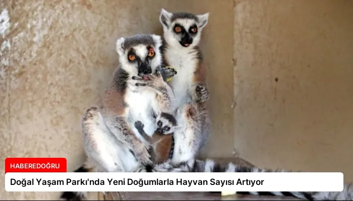 Doğal Yaşam Parkı’nda Yeni Doğumlarla Hayvan Sayısı Artıyor