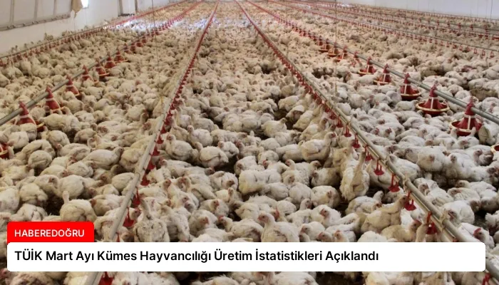 TÜİK Mart Ayı Kümes Hayvancılığı Üretim İstatistikleri Açıklandı