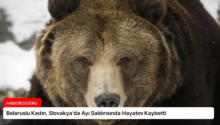 Belaruslu Kadın, Slovakya’da Ayı Saldırısında Hayatını Kaybetti