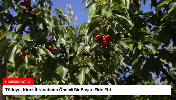 Türkiye, Kiraz İhracatında Önemli Bir Başarı Elde Etti