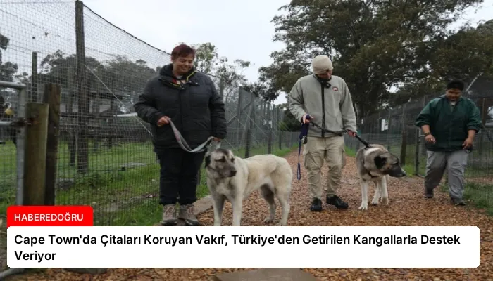 Cape Town’da Çitaları Koruyan Vakıf, Türkiye’den Getirilen Kangallarla Destek Veriyor