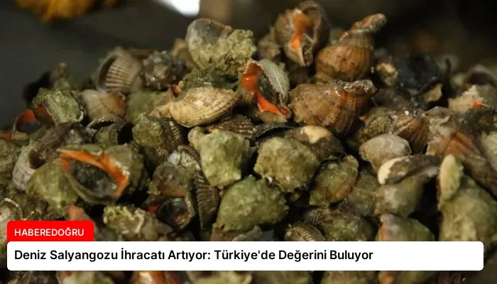 Deniz Salyangozu İhracatı Artıyor: Türkiye’de Değerini Buluyor