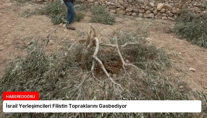 İsrail Yerleşimcileri Filistin Topraklarını Gasbediyor