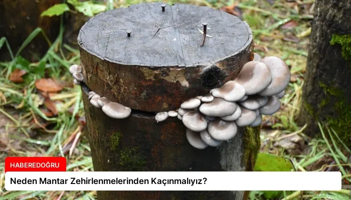 Neden Mantar Zehirlenmelerinden Kaçınmalıyız?