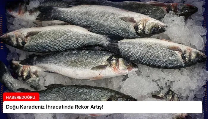 Doğu Karadeniz İhracatında Rekor Artış!