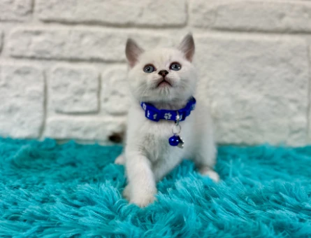 British Shorthair Kedilerle Tanışın