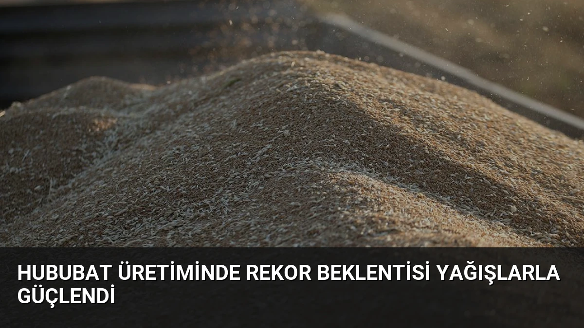 Hububat Üretiminde Rekor Beklentisi Yağışlarla Güçlendi