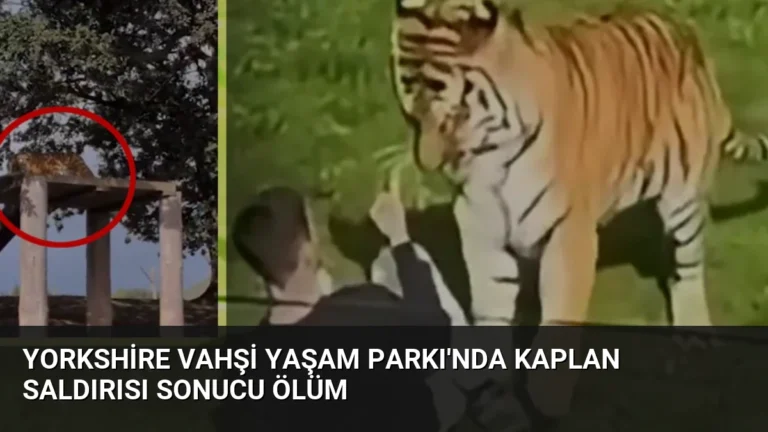 Yorkshire Vahşi Yaşam Parkı’nda Kaplan Saldırısı Sonucu Ölüm